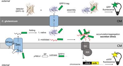 Biosensor-Based Optimization of Cutinase Secretion by Corynebacterium glutamicum